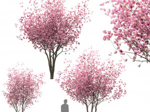 set di alberi di magnolia cinese sottovaso magnolia 3 alberi Modello 3D