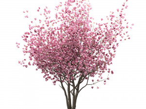 set of chinese magnolia trees saucer magnolia 3 trees 3D Model