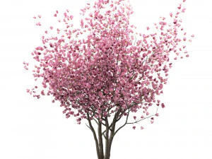 set of chinese magnolia trees saucer magnolia 3 trees 3D Model