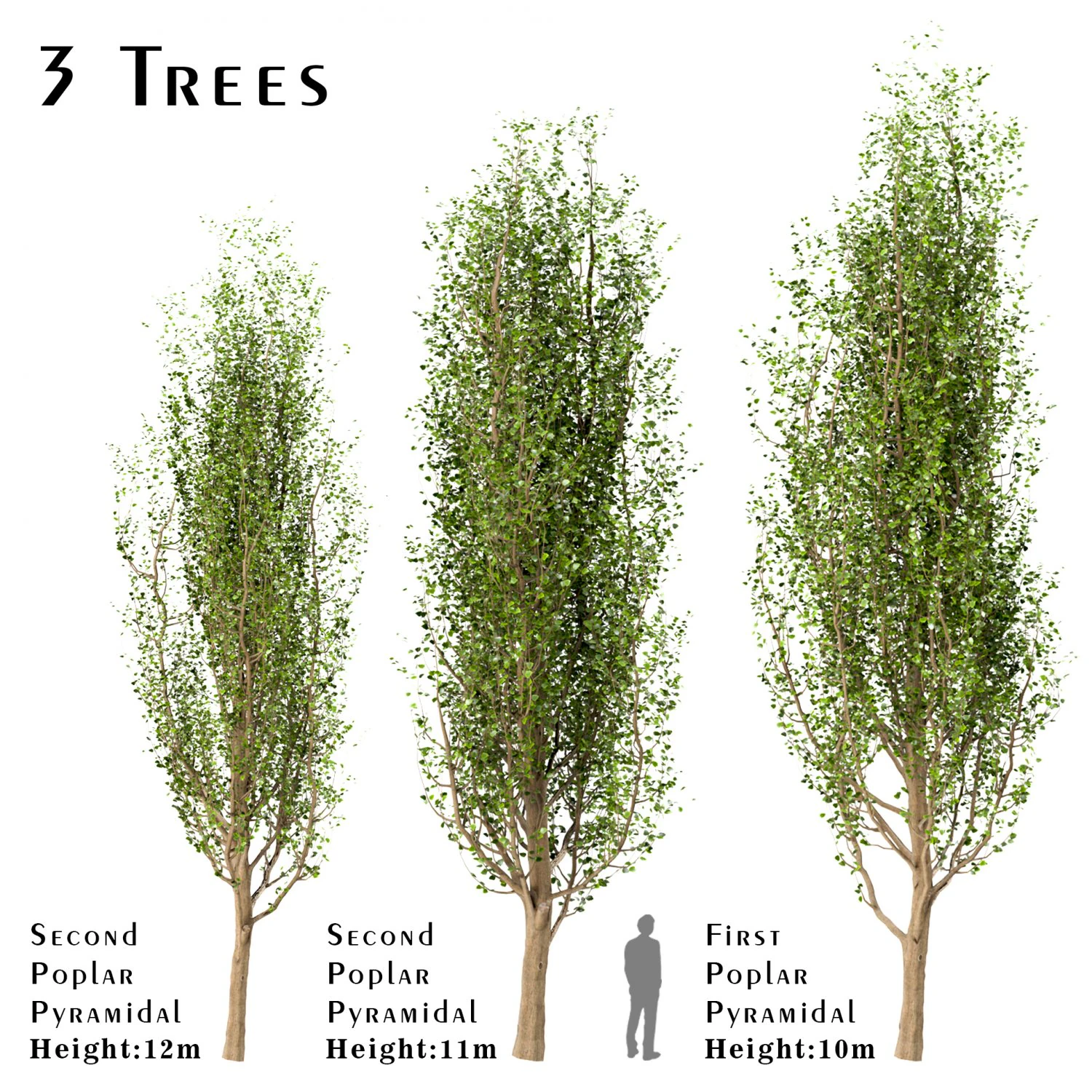 set of black poplar trees cottonwood 3 trees 3D Model .c4d .max .obj .3ds .fbx .stl .blend 
