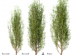 set of black poplar trees cottonwood 3 trees 3D Model