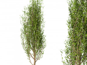 set of black poplar trees cottonwood 3 trees 3D-Modell