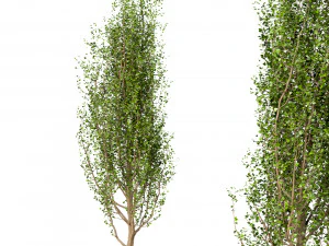 set of black poplar trees cottonwood 3 trees 3D Model
