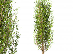 set of black poplar trees cottonwood 3 trees 3D-Modell