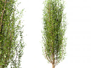 set of black poplar trees cottonwood 3 trees 3D Model