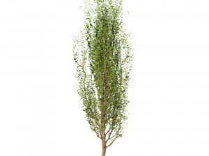 set of black poplar trees cottonwood 3 trees 3D-Modell