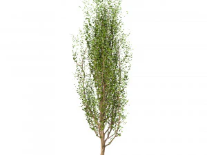set of black poplar trees cottonwood 3 trees 3D Model