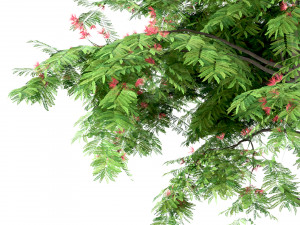 set of persian silk trees albizia julibrissin 3 trees 3D Model