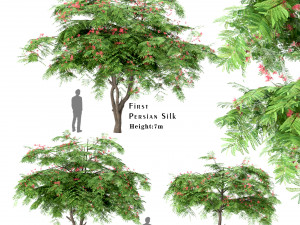 set of persian silk trees albizia julibrissin 3 trees 3D Model