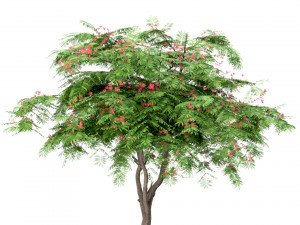 set of persian silk trees albizia julibrissin 3 trees 3D Model