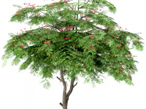 set of persian silk trees albizia julibrissin 3 trees 3D Model