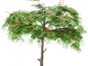 set of persian silk trees albizia julibrissin 3 trees 3D Model