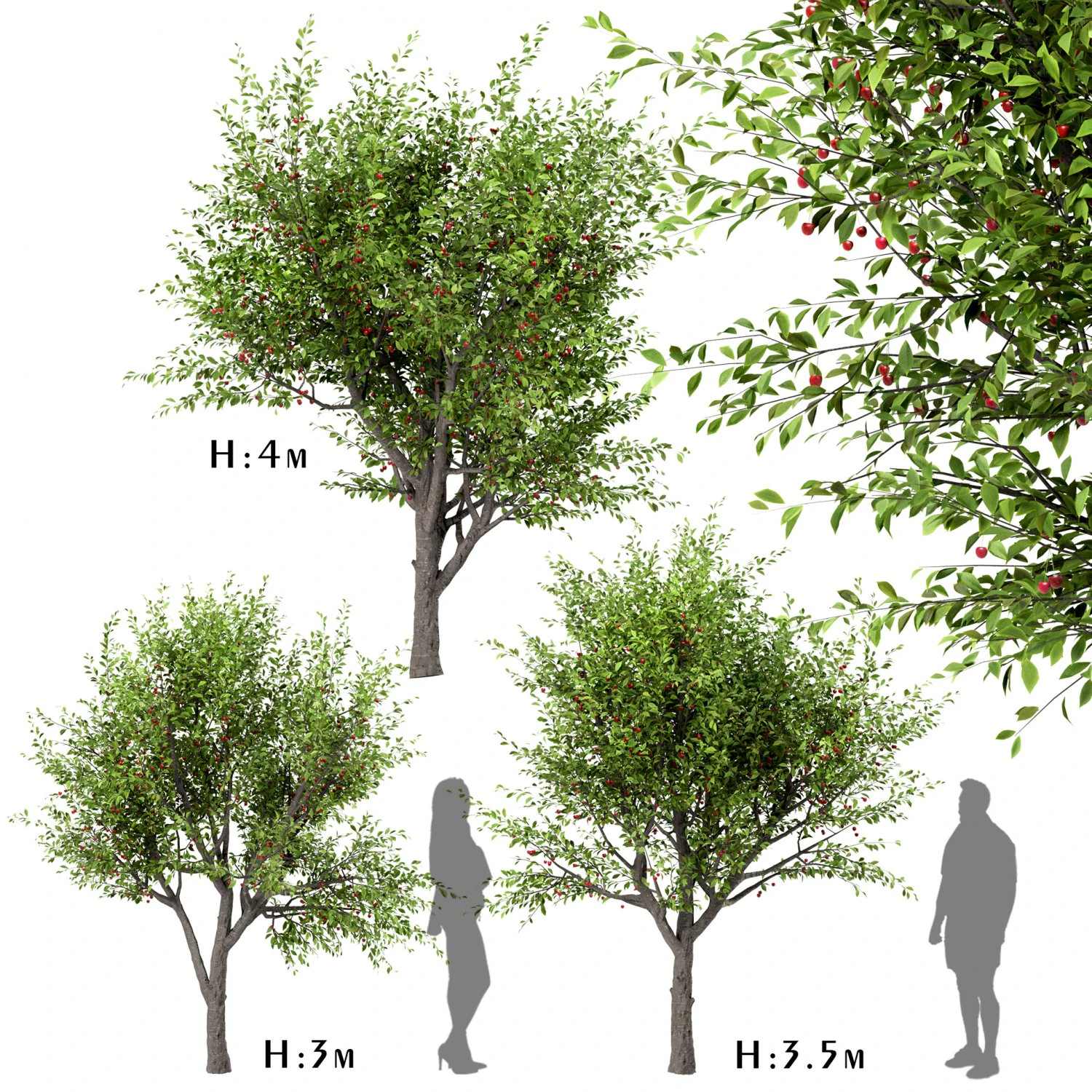 set of sour cherry trees prunus cerasus 3 trees 3D Model .c4d .max .obj .3ds .fbx .stl .blend 