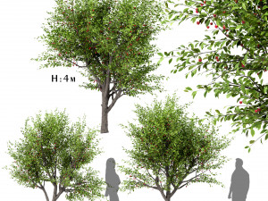 set of sour cherry trees prunus cerasus 3 trees 3D Model