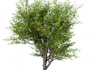 set of sour cherry trees prunus cerasus 3 trees 3D Model
