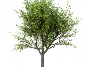 set of sour cherry trees prunus cerasus 3 trees 3D Model