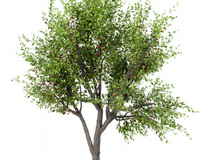 set of sour cherry trees prunus cerasus 3 trees 3Dモデル