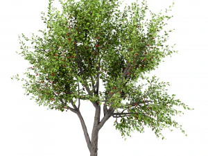 set of sour cherry trees prunus cerasus 3 trees 3D Model