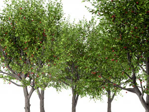 set of sour cherry trees prunus cerasus 3 trees 3D Model