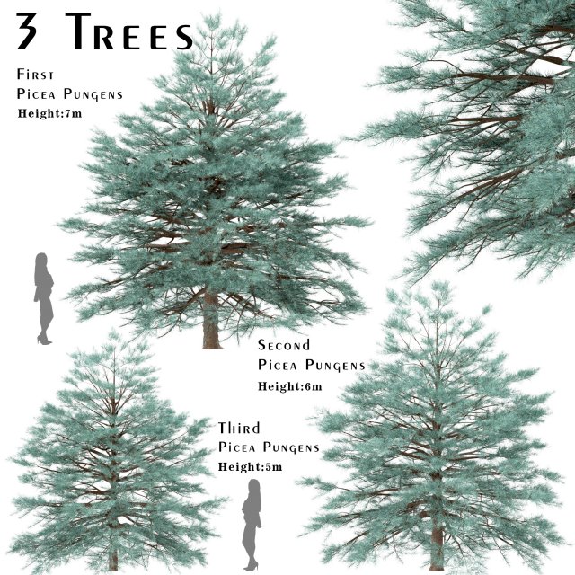 set of picea pungens trees blue spruce 3 trees Model 3D .c4d .max .obj .3ds .fbx .stl .blend 