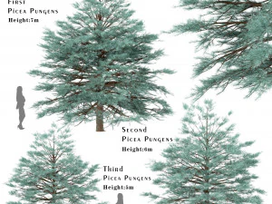conjunto de &aacute;rvores picea pungens abeto azul 3 &aacute;rvores Modelo 3D