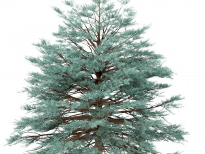 set of picea pungens trees blue spruce 3 trees Model 3D