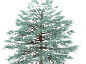 set of picea pungens trees blue spruce 3 trees Model 3D