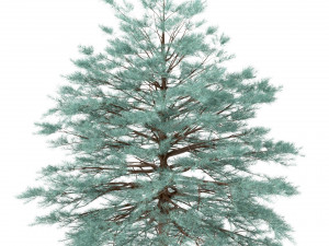 set of picea pungens trees blue spruce 3 trees Model 3D