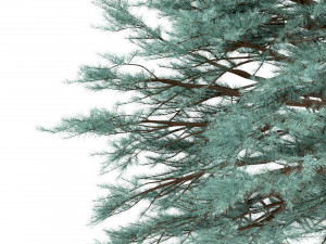 set of picea pungens trees blue spruce 3 trees Model 3D