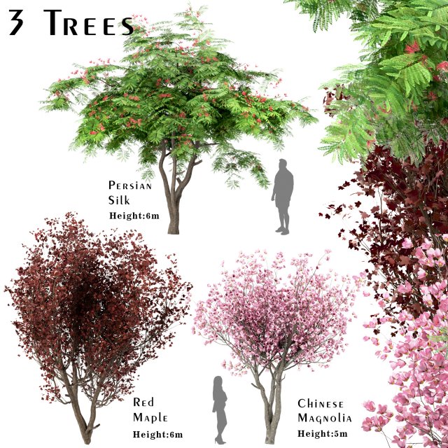 set of trees red maple chinese magnolia persian silk 3D Model .c4d .max .obj .3ds .fbx .stl .blend 