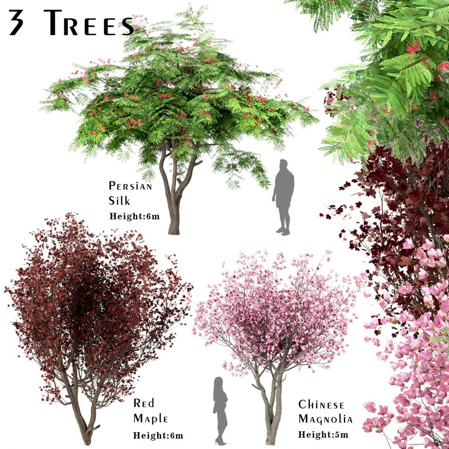 conjunto de &aacute;rboles arce rojo magnolia china seda persa Modelo 3D .c4d .max .obj .3ds .fbx .stl .blend 