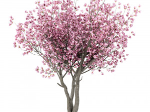 set of trees red maple chinese magnolia persian silk 3D Model