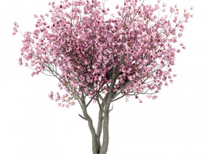 conjunto de &aacute;rboles arce rojo magnolia china seda persa Modelo 3D
