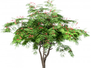 set of trees red maple chinese magnolia persian silk 3D Model