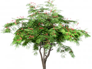 conjunto de &aacute;rboles arce rojo magnolia china seda persa Modelo 3D