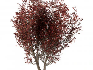 conjunto de &aacute;rboles arce rojo magnolia china seda persa Modelo 3D