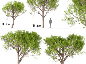 set of stone pine trees italian pine or pinus pinea 4 trees 3D Model