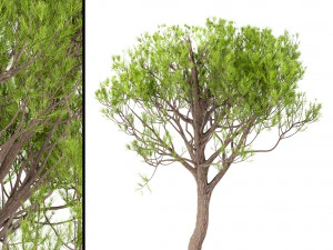 set of stone pine trees italian pine or pinus pinea 4 trees 3D Model