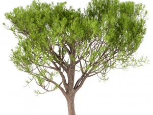 set of stone pine trees italian pine or pinus pinea 4 trees 3D Model