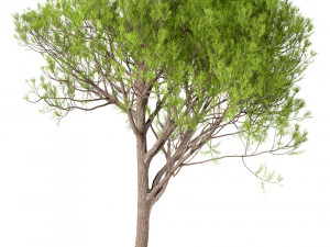 set of stone pine trees italian pine or pinus pinea 4 trees 3D Model