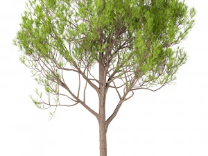 set of stone pine trees italian pine or pinus pinea 4 trees 3D Model