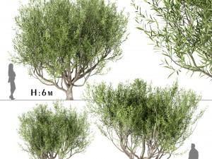 set of olive trees olea europaea 3 trees 3D Model