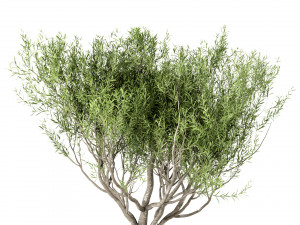 set of olive trees olea europaea 3 trees 3D मॉडल