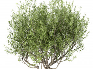 set of olive trees olea europaea 3 trees 3D मॉडल
