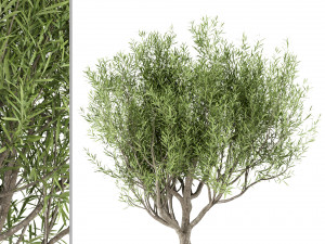 set of olive trees olea europaea 3 trees 3D मॉडल