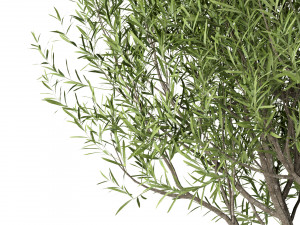 set of olive trees olea europaea 3 trees 3D मॉडल