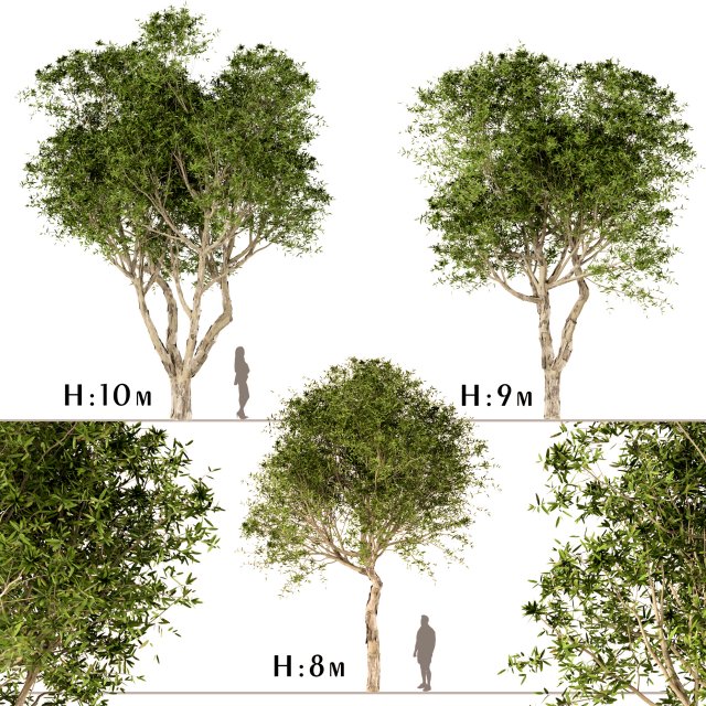 set of broad leaved paperbark trees melaleuca quinquenervia 3 trees 3D Model .c4d .max .obj .3ds .fbx .stl .blend 