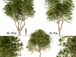 set breedbladige paperbark-bomen melaleuca quinquenervia 3 bomen 3D Model