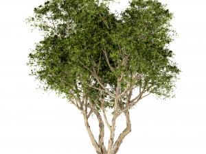 set of broad leaved paperbark trees melaleuca quinquenervia 3 trees 3D Model