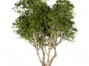 set of broad leaved paperbark trees melaleuca quinquenervia 3 trees 3D Model